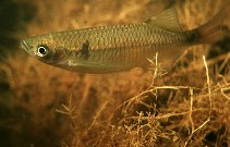 Image of Nematabramis everetti (Sabah Danio)