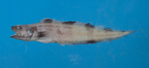 Image of Neobythites fasciatus 