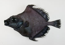 Image of Neocyttus helgae (False boarfish)