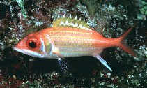 Image of Neoniphon marianus (Longjaw squirrelfish)