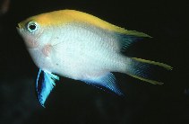 Image of Neoglyphidodon melas (Bowtie damselfish)