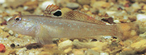 Image of Neogobius melanostomus (Round goby)