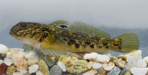 Image of Neogobius melanostomus (Round goby)