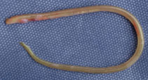 Image of Neoconger mucronatus (Ridged eel)