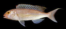 Image of Nemipterus nemurus (Redspine threadfin bream)