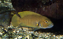 Image of Neolamprologus niger 
