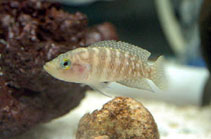 Image of Neolamprologus obscurus 
