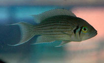Image of Neolamprologus olivaceous 