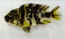 Image of Haplochromis omnicaeruleus 