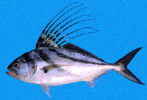 Image of Nematistius pectoralis (Roosterfish)