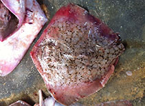 Image of Neotrygon picta (Peppered maskray)