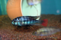 Image of Haplochromis rufocaudalis 