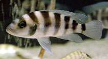 Image of Neolamprologus sexfasciatus 