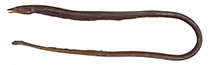 Image of Neenchelys similis (Slender work eel)