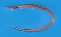 Image of Nettastoma solitarium (Solitary duckbill eel)