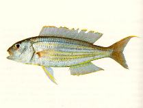 Image of Nemipterus tambuloides (Fivelined threadfin bream)