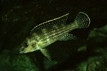 Image of Neolamprologus tetracanthus (Fourspine cichlid)