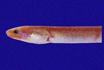 Image of Neoconger vermiformis (Smalleye spaghetti eel)