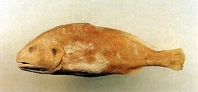 Image of Nibea semifasciata (Sharpnose croaker)