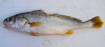 Image of Nibea squamosa (Scale croaker)