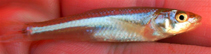 Image of Notropis bairdi (Red River shiner)