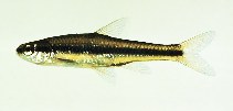 Image of Notropis bifrenatus (Bridle shiner)