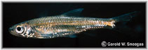 Image of Notropis boops (Bigeye shiner)