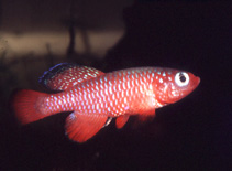 Image of Nothobranchius cardinalis (Cardinal Nothobranchius)