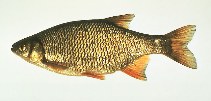 Image of Notemigonus crysoleucas (Golden shiner)