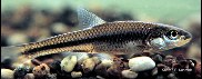 Image of Notropis dorsalis (Bigmouth shiner)