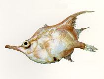 Image of Notopogon fernandezianus (Orange bellowfish)
