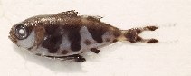 Image of Nomeus gronovii (Man-of-war fish)