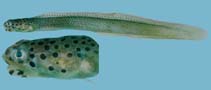 Image of Notograptus guttatus (Spotted eel blenny)