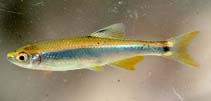 Image of Pteronotropis hypselopterus (Sailfin shiner)