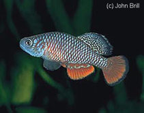 Image of Nothobranchius kirki (Redfin notho)