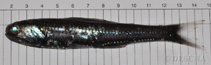 Image of Notoscopelus kroyeri (Lancet fish)