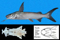 Image of Notarius planiceps (Flathead sea catfish)