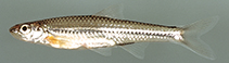 Image of Notropis procne (Swallowtail shiner)