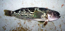 Image of Notothenia rossii (Marbled rockcod)