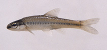 Image of Notropis rupestris (Bedrock shiner)