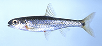 Image of Notropis xaenocephalus (Coosa shiner)