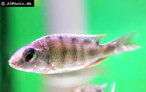 Image of Nyassachromis boadzulu 