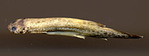 Image of Ochmacanthus alternus 