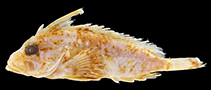 Image of Ocosia apia (Stoutspine waspfish)