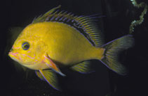 Image of Odontanthias fuscipinnis (Hawaiian deep anthias)