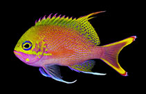 Image of Odontanthias katayamai 