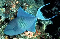 Image of Odonus niger (Red-toothed triggerfish)