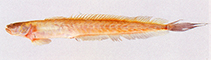 Image of Odontamblyopus rubicundus 