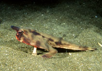 Image of Ogcocephalus darwini (Galápagos batfish)