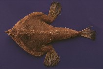 Image of Ogcocephalus nasutus (Shortnose batfish)